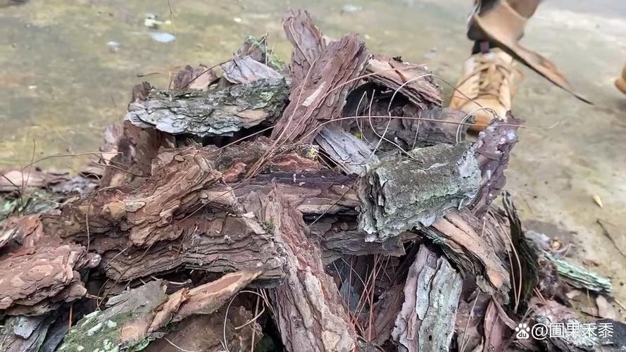 松树皮可以种月季吗?先说结论:可以用,但不能单独用 5. 月季更怕什么,松树皮能解决什么
