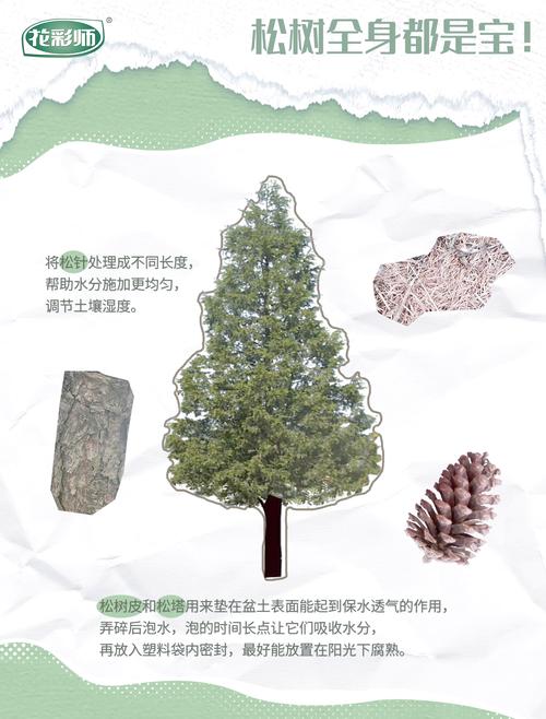 松树皮可以种月季吗?先说结论:可以用,但不能单独用 4. 松树皮要不要发酵
