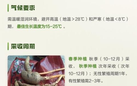 天麻什么时候种植？先看时间，再看温度