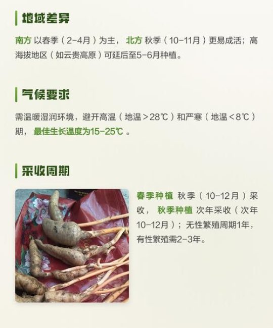 天麻什么时候种植？先看时间，再看温度