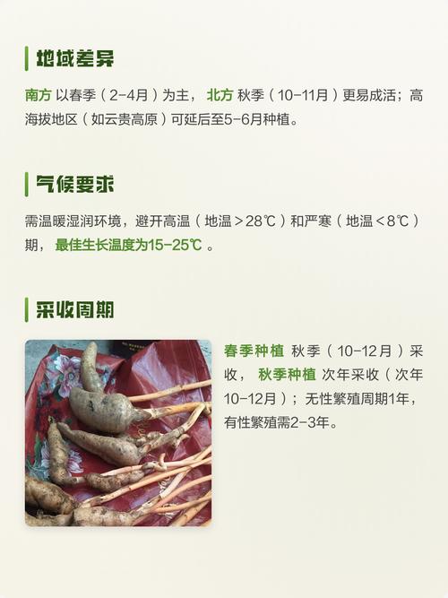天麻什么时候种植?先看时间,再看温度 一、适宜时间:天麻什么时候种植最稳