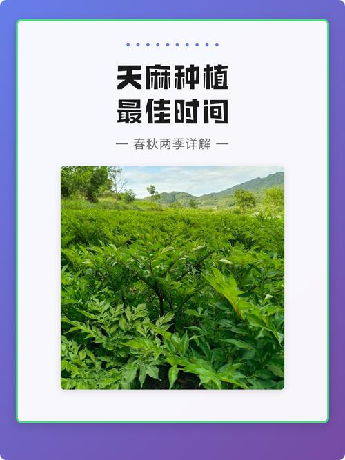 天麻什么时候种植?先看时间,再看温度 三、栽前处理:材料先整好,再下种