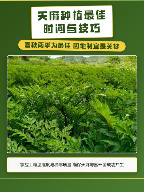 天麻什么时候种植?先看时间,再看温度 六、缓苗管理:前15天是关键
