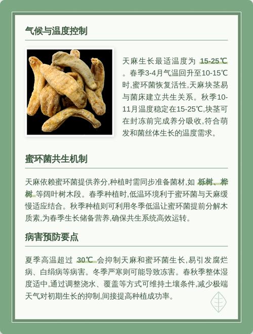 天麻什么时候种植?先看时间,再看温度 五、浇定根水:浇透,但不能泡