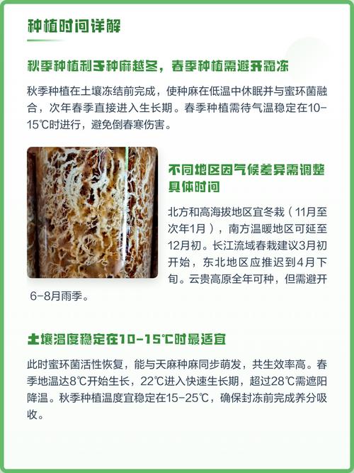 天麻什么时候种植?先看时间,再看温度 总结:天麻什么时候种植最合适?