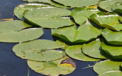 睡莲是沉水植物吗？解析分类、栽种与养护要点