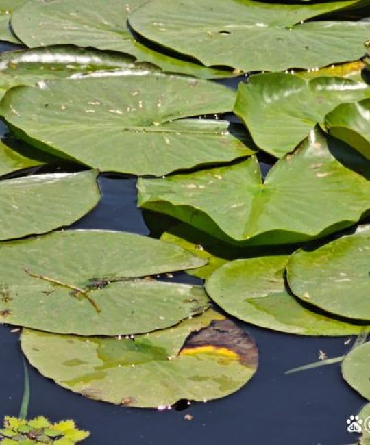 睡莲是沉水植物吗？解析分类、栽种与养护要点