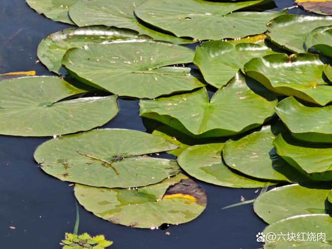 睡莲是沉水植物吗?解析分类、栽种与养护要点 睡莲是沉水植物吗?解析分类、栽种与养护要点