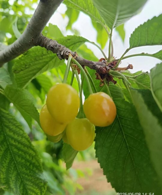 樱桃核能种出樱桃吗？从种子到结果的全流程种植指南