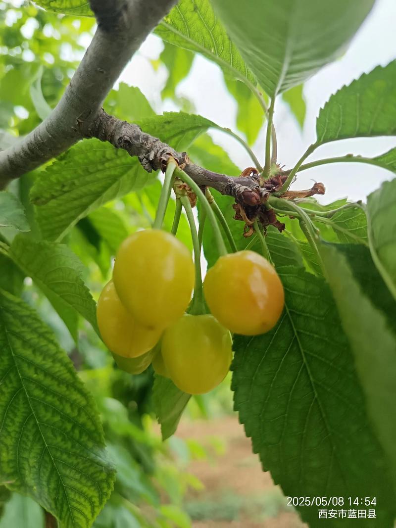 樱桃核能种出樱桃吗？从种子到结果的全流程种植指南