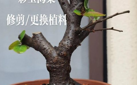 海棠花怎么养才爆盆？六月份修剪技巧与全年养护全攻略