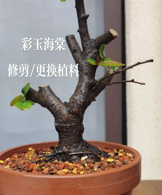 海棠花怎么养才爆盆？六月份修剪技巧与全年养护全攻略