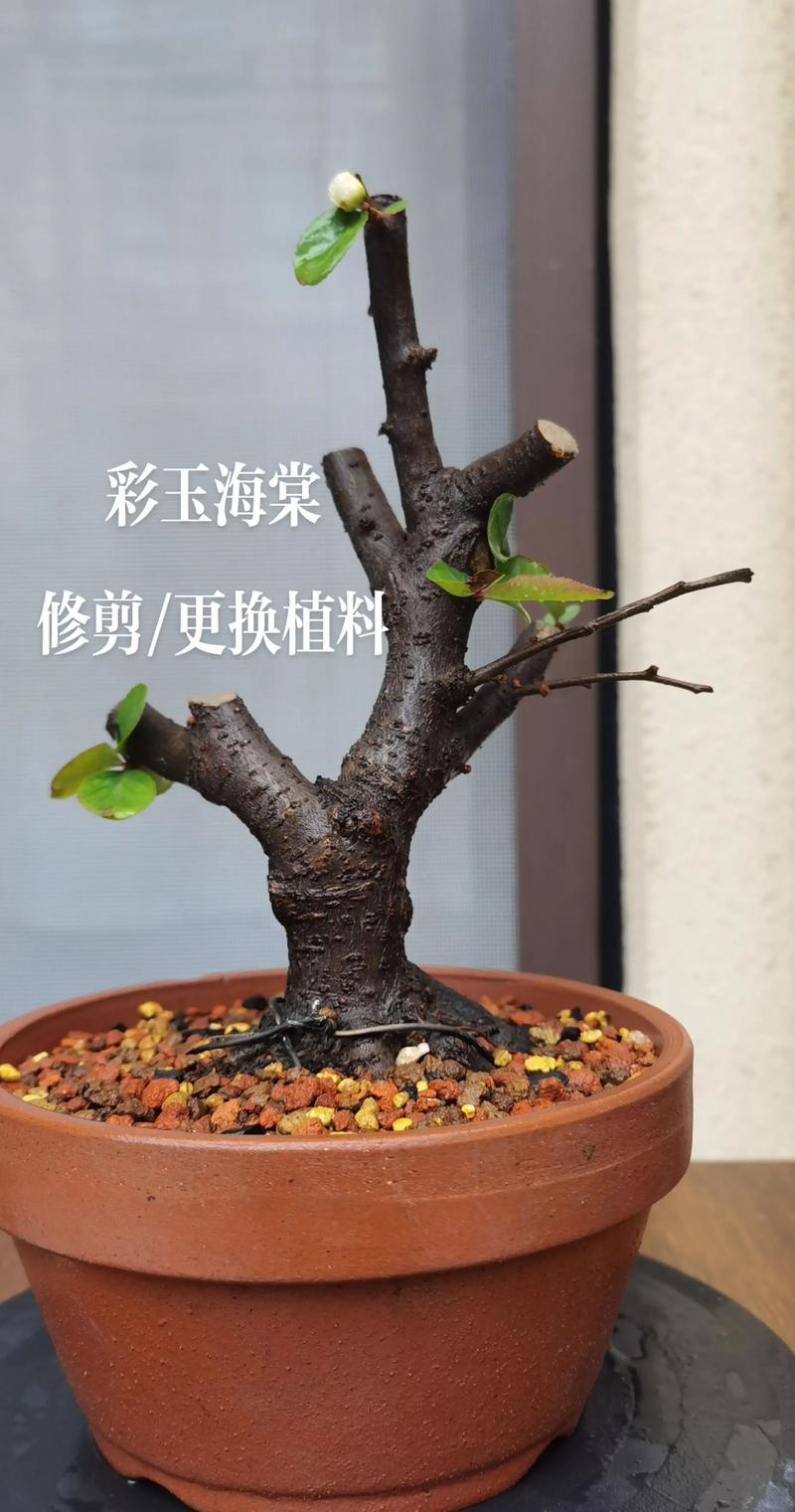 海棠花怎么养才爆盆?六月份修剪技巧与全年养护全攻略 海棠花怎么养才爆盆?六月份修剪技巧与全年养护全攻略