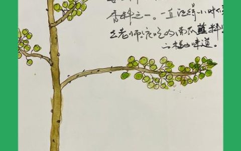 庭院里的宝藏香料——木姜子：从种植到食用的健康指南