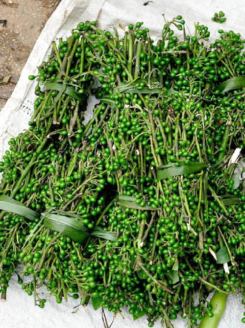 庭院里的宝藏香料——木姜子:从种植到食用的健康指南 结语