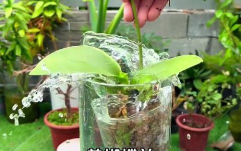 蝴蝶兰夏天怎么浇水？夏季养护全指南，轻松度过休眠期