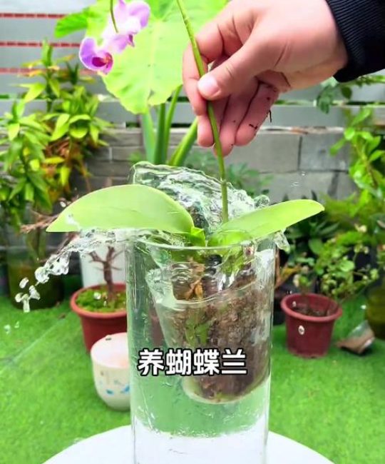 蝴蝶兰夏天怎么浇水？夏季养护全指南，轻松度过休眠期