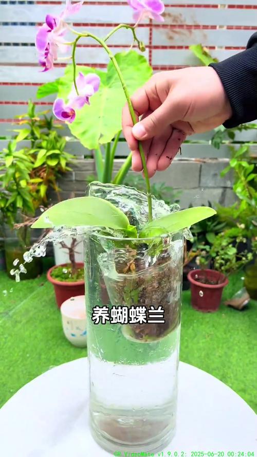 蝴蝶兰夏天怎么浇水?夏季养护全指南,轻松度过休眠期 蝴蝶兰夏天怎么浇水?夏季养护全指南,轻松度过休眠期