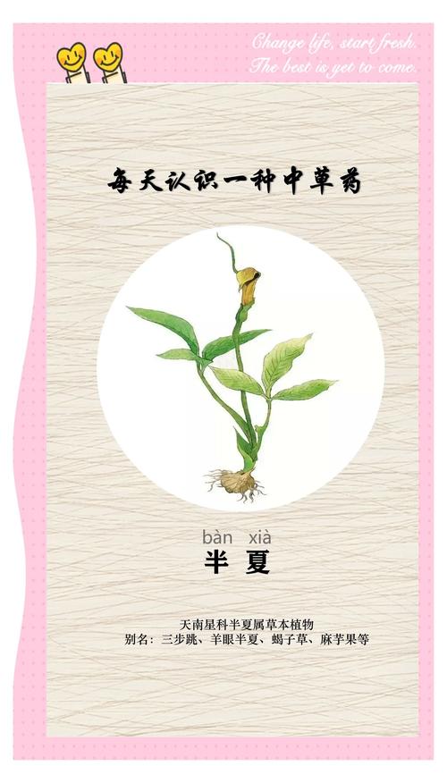 半夏种植技术及亩收益:从选种到采收的完整实操指南 2. 土壤环境评估与改良