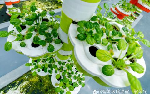无土栽培可以种植哪些蔬菜？家庭及大棚种植技术指南
