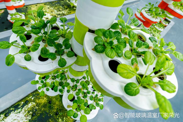 无土栽培可以种植哪些蔬菜?家庭及大棚种植技术指南 无土栽培可以种植哪些蔬菜?家庭及大棚种植技术指南
