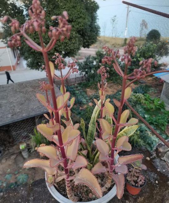 落地生根是什么植物？植物百科介绍