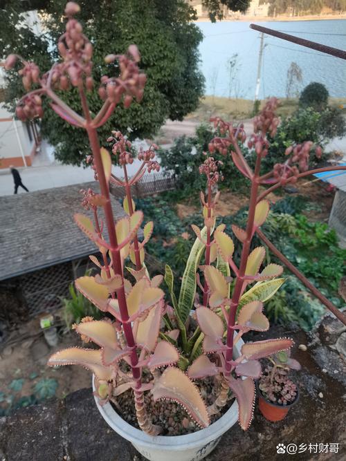 落地生根是什么植物?植物百科介绍 落地生根是什么植物?植物百科介绍