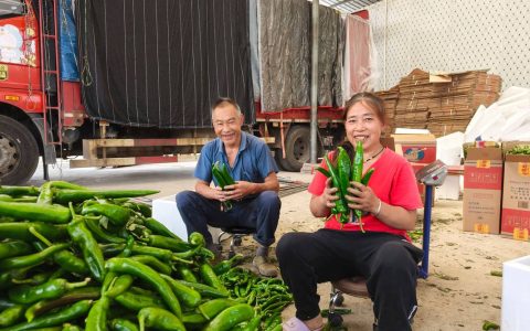 规模化种植到底需要多少亩地？从成本与效益角度给出明确答案