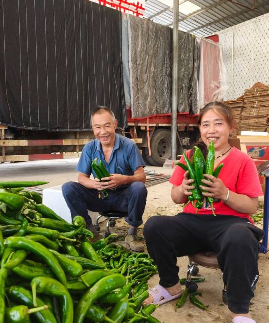 规模化种植到底需要多少亩地？从成本与效益角度给出明确答案