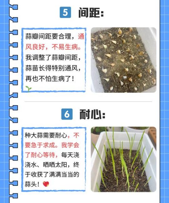 蒜头种植全攻略：从选种到采收的实操指南