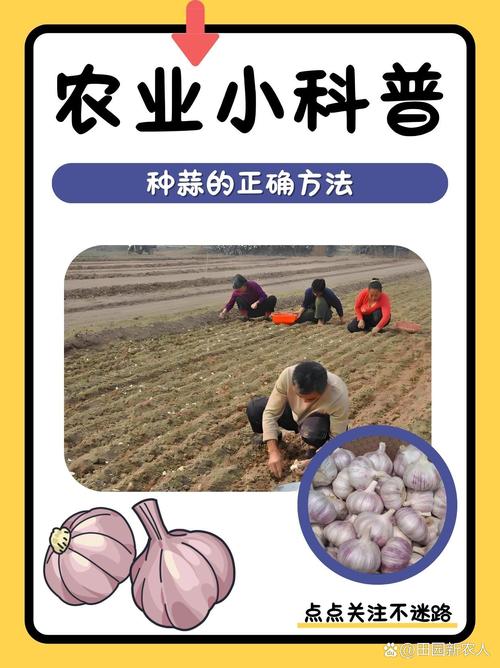 蒜头种植全攻略:从选种到采收的实操指南 6. 缓苗管理