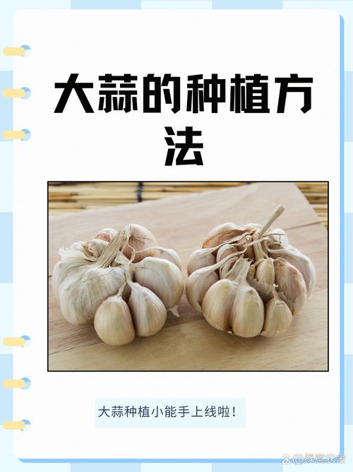 蒜头种植全攻略:从选种到采收的实操指南 5. 浇定根水