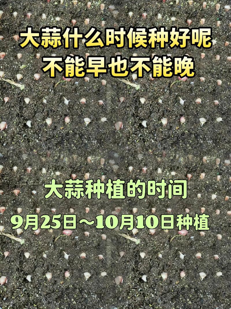 蒜头种植全攻略:从选种到采收的实操指南 7. 成活注意事项