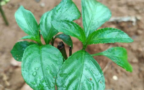 板蓝根种植栽培技术：从选种到采收的全流程指南