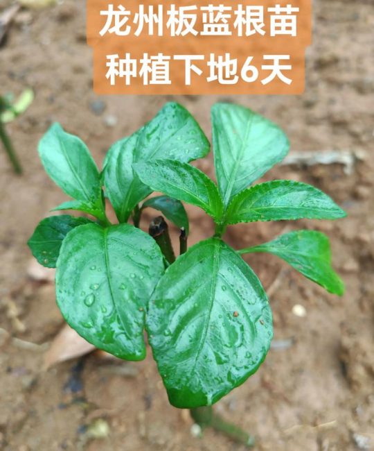 板蓝根种植栽培技术：从选种到采收的全流程指南
