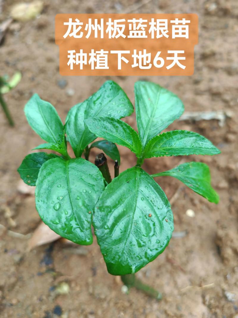 板蓝根种植栽培技术:从选种到采收的全流程指南 板蓝根种植栽培技术:从选种到采收的全流程指南