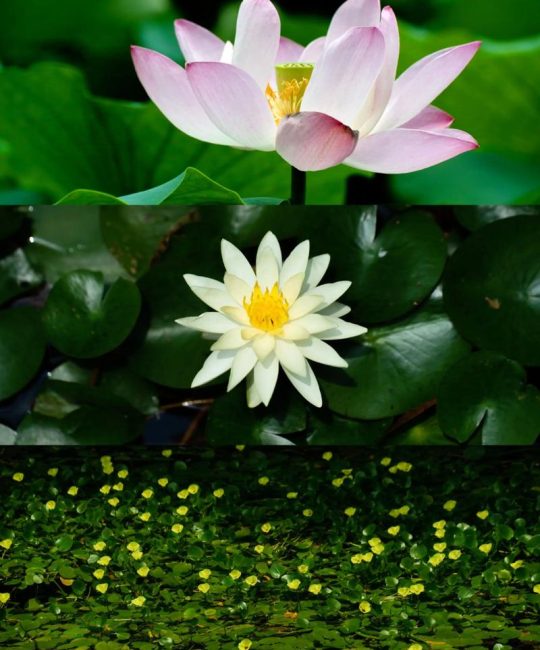 荷花和睡莲是一种花吗？水景园艺专家的详细区别解析