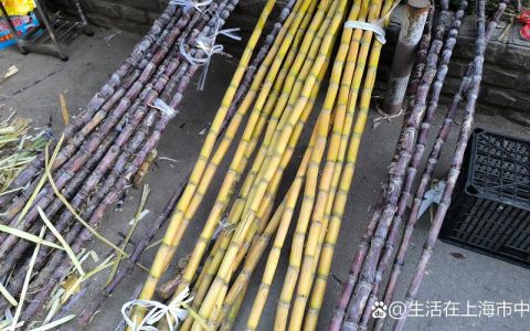 黄金甘蔗苗多少钱一颗？2024年最新价格参考区间及影响因素解析