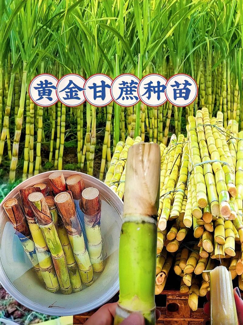 黄金甘蔗苗多少钱一颗?2024年最新价格参考区间及影响因素解析 规格:决定价格的第一要素
