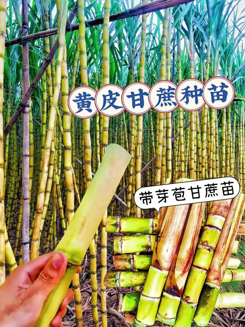 黄金甘蔗苗多少钱一颗?2024年最新价格参考区间及影响因素解析 产地:南主产区便宜,北空运贵