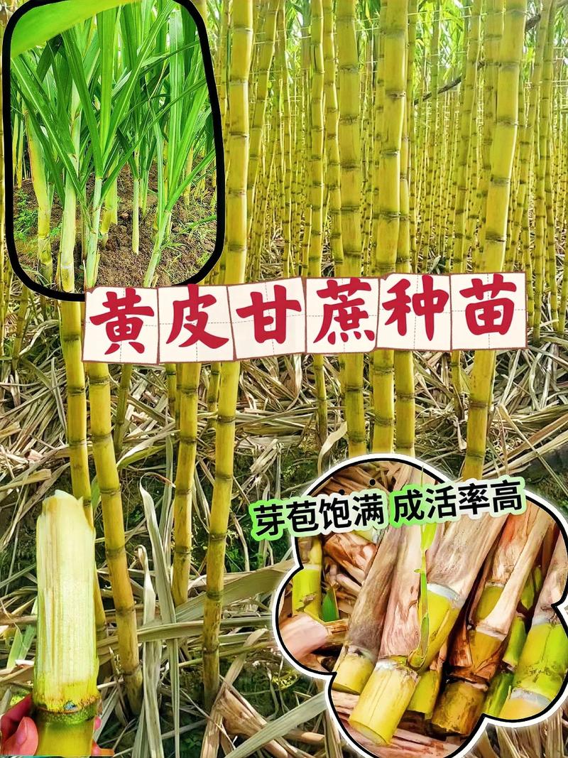 黄金甘蔗苗多少钱一颗?2024年最新价格参考区间及影响因素解析 季节:春秋旺季价格坚挺,夏冬有折扣