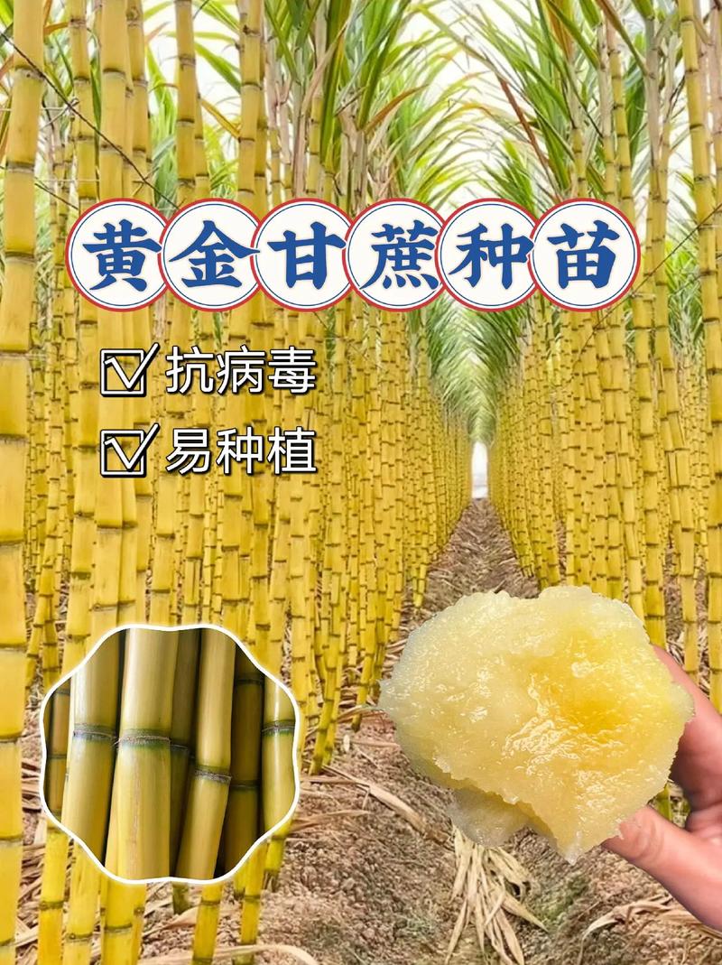黄金甘蔗苗多少钱一颗?2024年最新价格参考区间及影响因素解析 运输:距离与包装方式影响最终成本