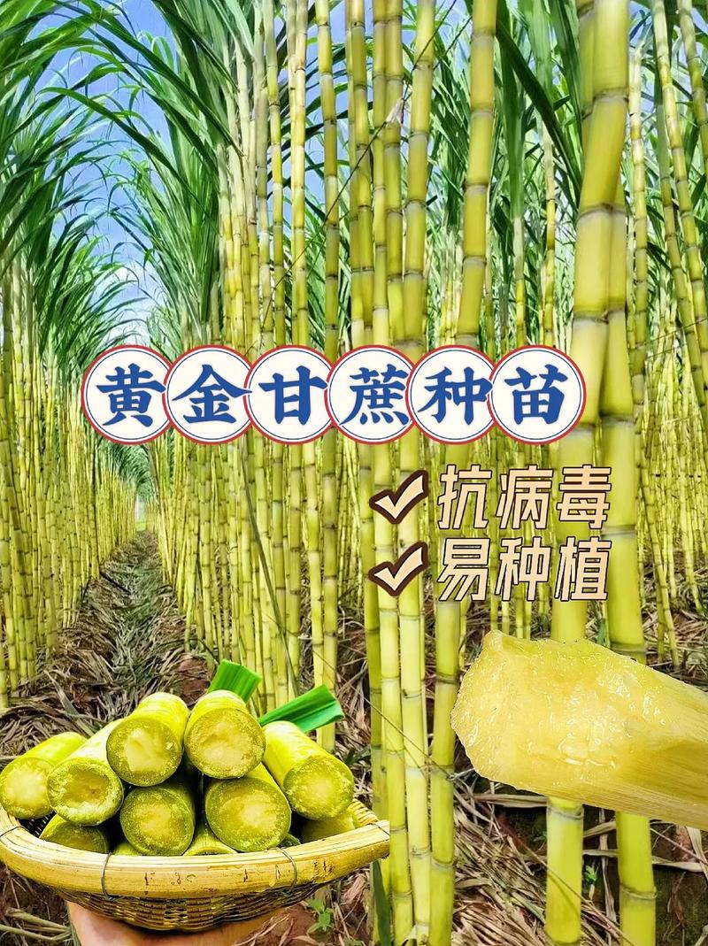 黄金甘蔗苗多少钱一颗?2024年最新价格参考区间及影响因素解析 价格影响因素汇总表