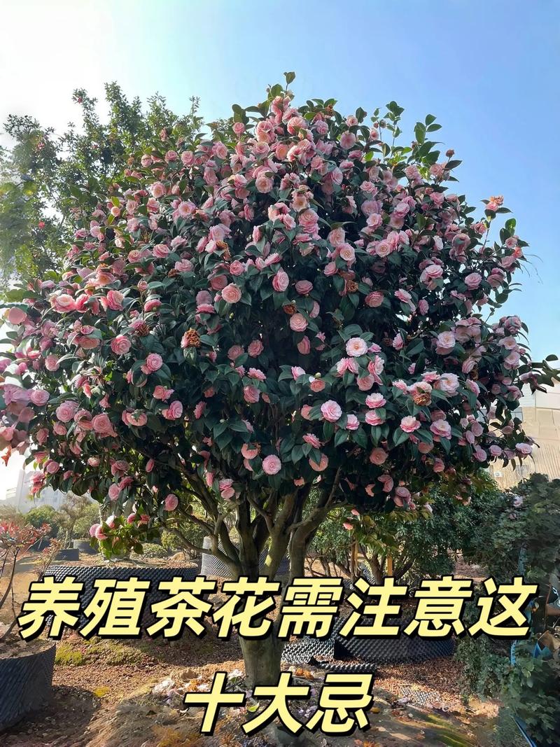 茶花可以在室内养吗?室内盆栽养护全攻略与注意事项 五、常见问题与解决方案