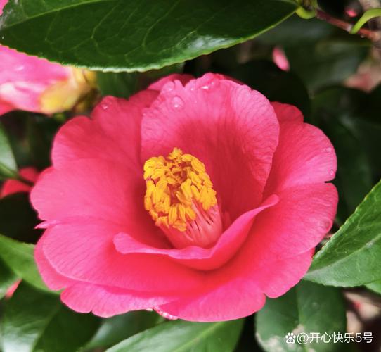 茶花可以在室内养吗?室内盆栽养护全攻略与注意事项 六、FAQ