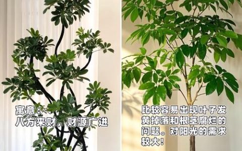 家里放什么绿植好看又好养？15年园艺师推荐3款“懒人必备”绿色伙伴