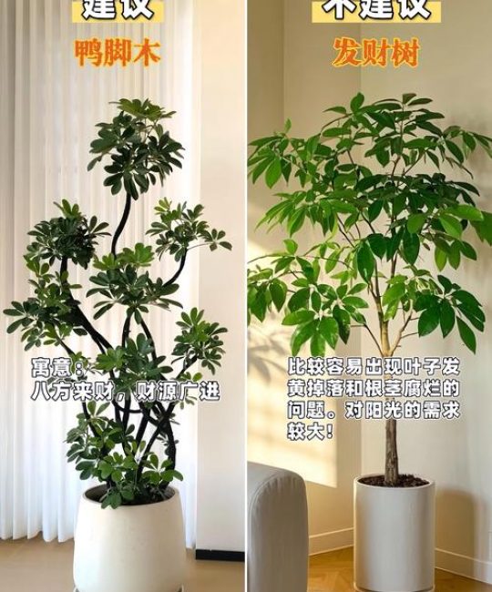 家里放什么绿植好看又好养？15年园艺师推荐3款“懒人必备”绿色伙伴