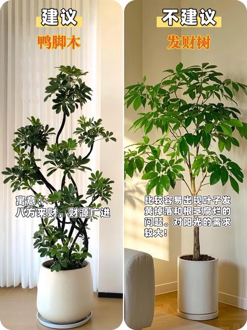 家里放什么绿植好看又好养?15年园艺师推荐3款“懒人必备”绿色伙伴 家里放什么绿植好看又好养?15年园艺师推荐3款“懒人必备”绿色伙伴