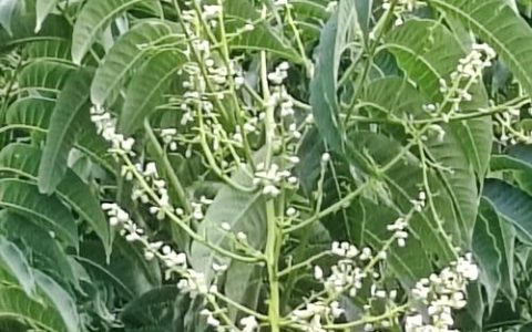 香椿树开花预示着什么？花期、寓意与养护全解析
