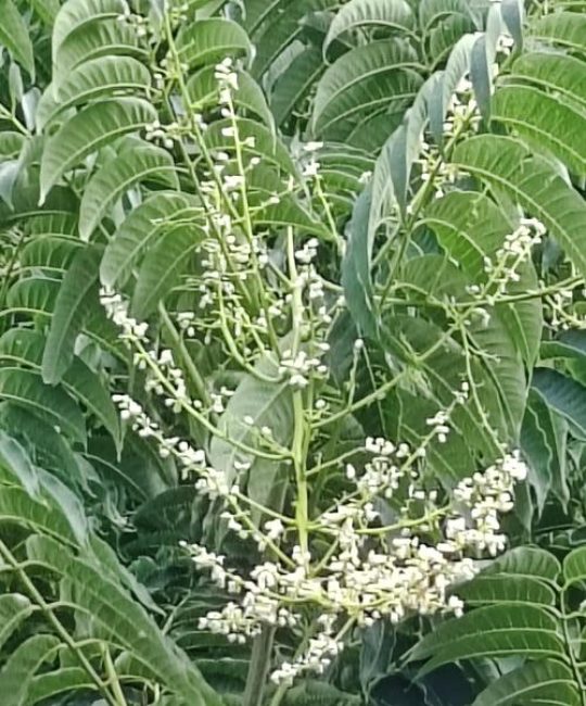香椿树开花预示着什么？花期、寓意与养护全解析